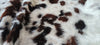Tricolor Cowhide Rug , Size: Large(L), Code: AX14