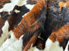 Tricolor Cowhide Rug , Size: Jumbo(XL), Code: BR137